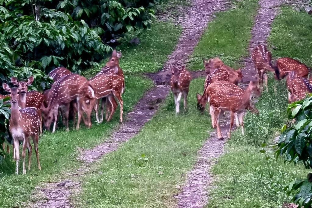 Entire Villa At The Heart Of The Wayanad Forest. Kutta المظهر الخارجي الصورة