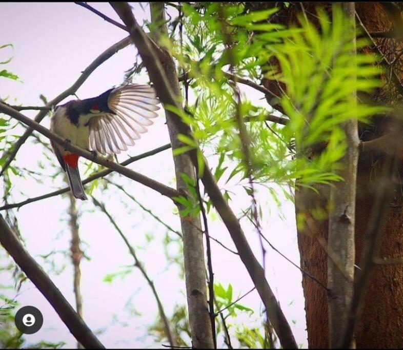 Entire Villa At The Heart Of The Wayanad Forest. Kutta المظهر الخارجي الصورة